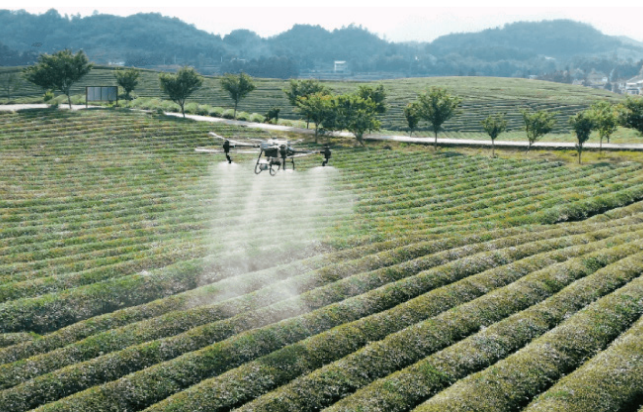 案例三：茶小绿叶蝉防治案例